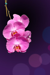 Pink orchid isolated on dark background