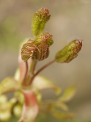 Ahorn (Acer). Junger Trieb.