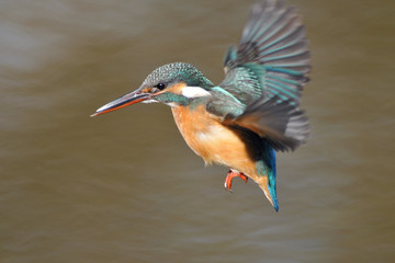 ホバリング中のカワセミ