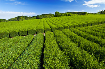 Fototapeta na wymiar Plantacji herbaty