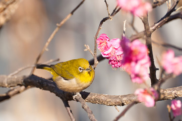 メジロと梅のクローズアップ