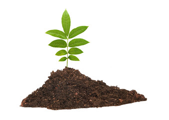 seedling growing from soil