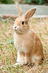 Cute rabbit