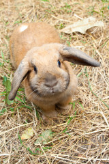 Rabbit on grass