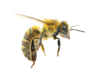 bee