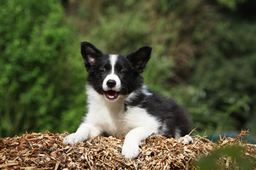 border collie