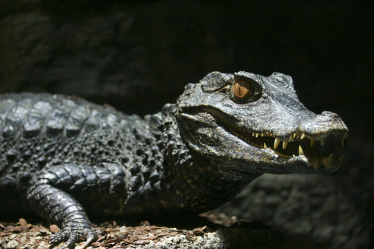 Alligator