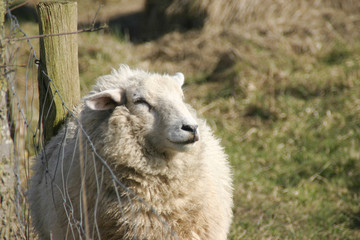 Schaf reibt sich genüsslich an einem Zaun in Abendstimmung