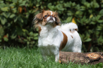 épagneul japonais expressif