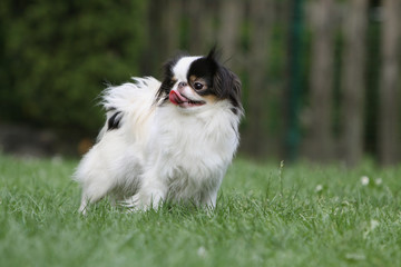 beautiful japanese dog