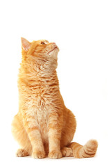 Fototapeta premium Playful cat waiting - isolated on white