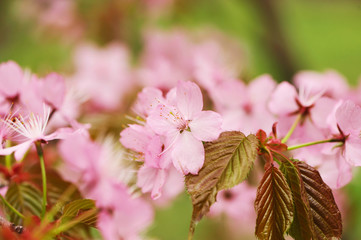 Spring sakura