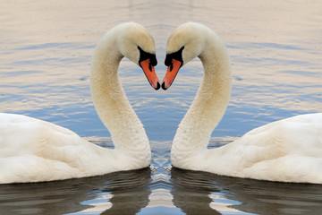 Swan Symmetry Landscape