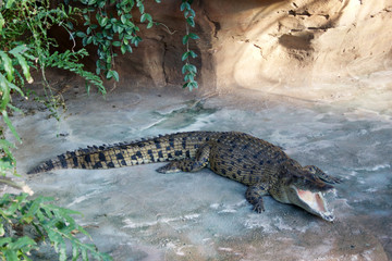 Crocodile