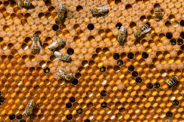 Life and reproduction of bees