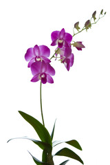 Naklejka na ściany i meble Dendrobium,orchidées