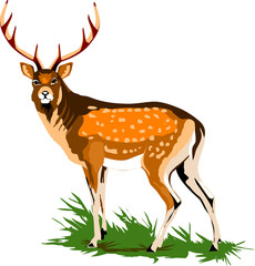 deer royal