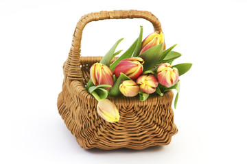 Fototapeta na wymiar fresh tulips in a basket on white background