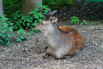 Dammhirsch
