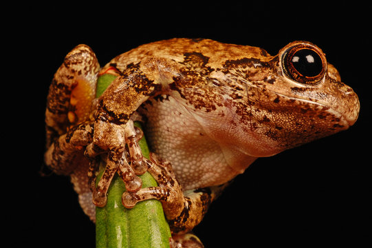 Gray Treefrog On Black