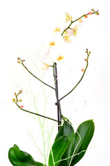 Orchideen im Topf