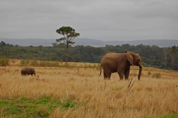 Obraz premium elephant mum and baby