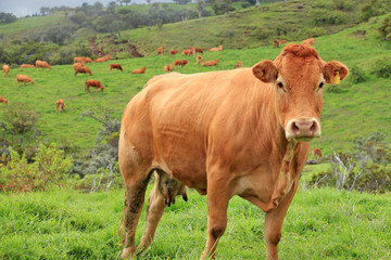 Fototapeta na wymiar Limuzyna krowa na pastwisku