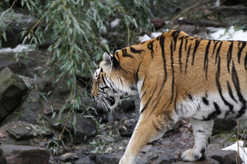 Tiger in Bewegung