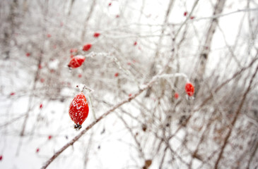 Red dogrose berries