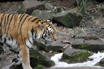 Fototapeta na wymiar Tiger in Bewegung