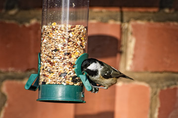 Naklejka premium Coal Tit on feeder