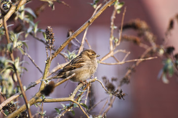 Female House Sparrow
