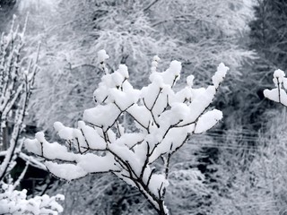 Snow. Branches of trees. Winter.