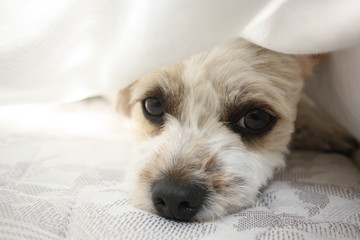Nala la mas linda