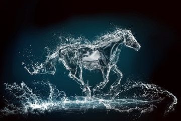 water horse 3 - obrazy, fototapety, plakaty