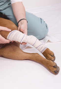chien &agrave; la patte bless&eacute;e