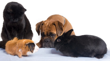 chien, chat, lapin, cochon d'inde ensemble