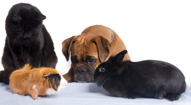 chien, chat, lapin, cochon d'inde ensemble