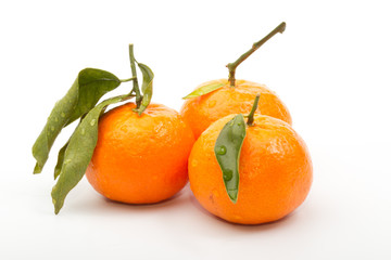 tangerines3