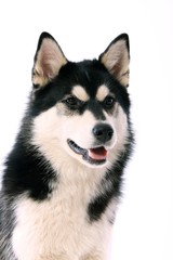 Hund Husky Portrait