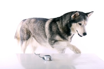 Hund Husky zeigt stehend am Tisch