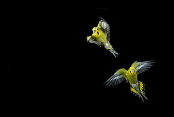 Flying budgie