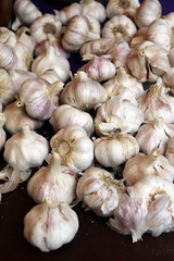 garlic