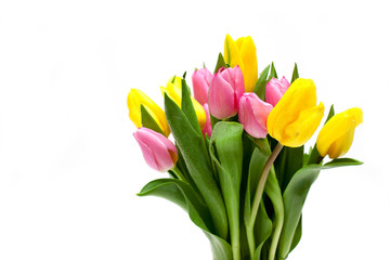 yellow and pink tulips on white