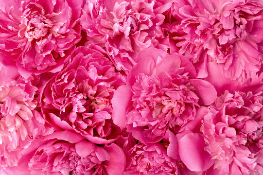 Fototapeta Peony flower heads - background