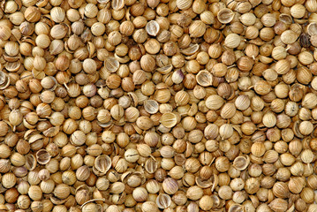GRAINS CORIANDRE