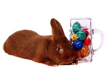 liegende Hase und bunte Eier im Bierglas