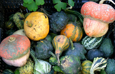 pumpkins, food,vegetables