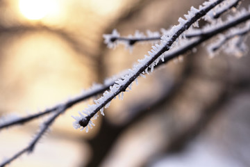 Winter in park! Frozen alley in beauty scenery