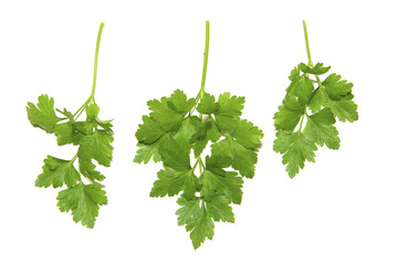 herbs parsley
